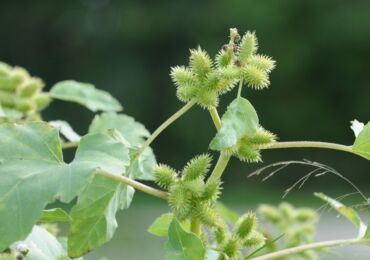 Cocklebur: plantation et entretien en plein champ, propriétés médicinales