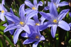 Chionodox