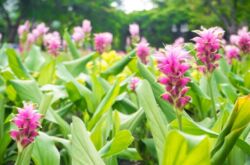 Curcuma