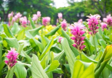 Curcuma