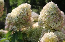 Hydrangea paniculata