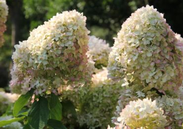 Hydrangea paniculata