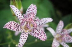 Tricirtis