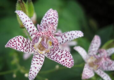 Tricirtis