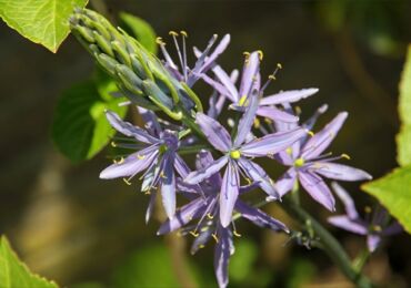 Camassia