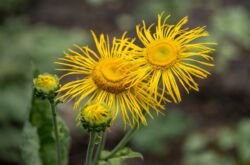 Élécampane