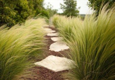 Herbe à plumes