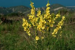 Mullein