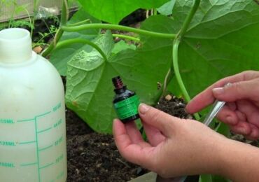 L'iode et les légumes verts augmenteront le rendement des concombres