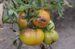 Phytophthora sur tomates