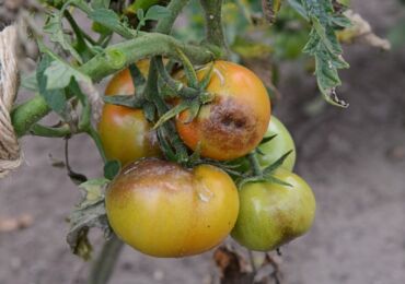 Phytophthora sur tomates