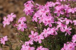 Phlox subulate