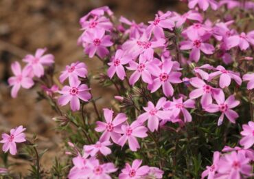 Phlox subulate