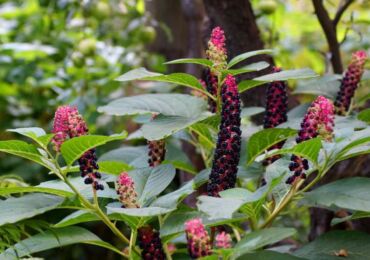 lakonos (phytolacca)