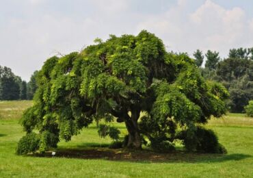 Sophora japonais