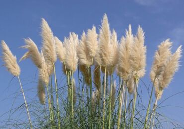 Cortaderia