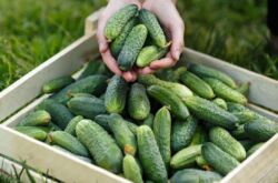 Variétés de concombre Gherkin