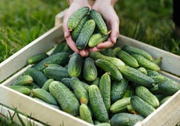 Variétés de concombre Gherkin