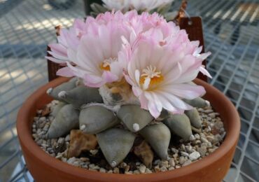 Ariocarpus