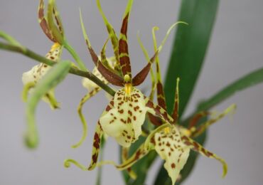 Orchidée Brassia