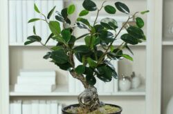 Ficus Panda