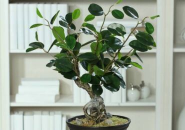 Ficus Panda