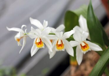 Orchidée de Cellogin