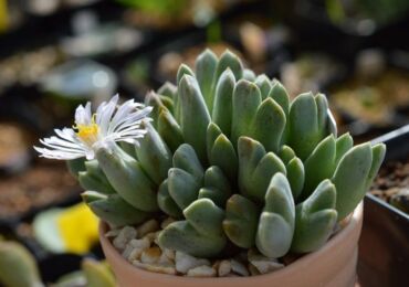 Conophytum