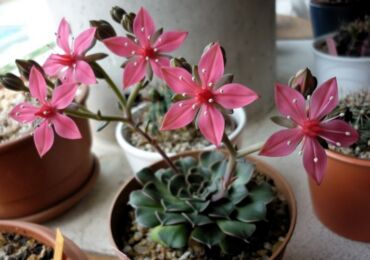 Graptopetalum