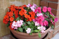 Impatiens