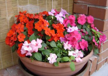 Impatiens