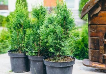 La maison de Thuja