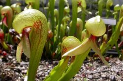 Darlingtonia