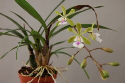 Orchidée Epidendrum