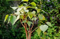 Ficus sacré