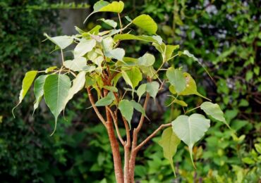 Ficus sacré