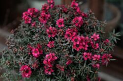 Leptospermum