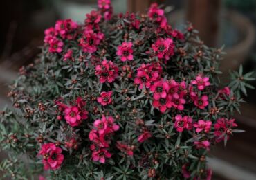 Leptospermum