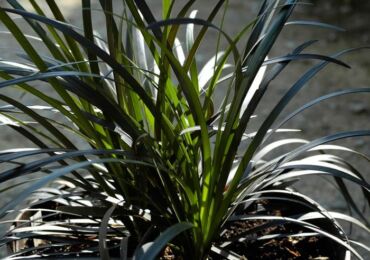 Ophiopogon japonais