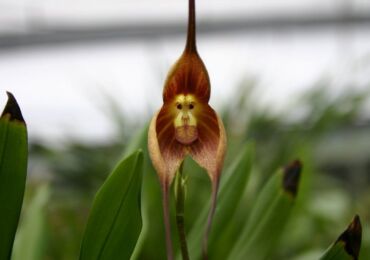 Orchidée Dracula