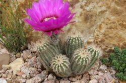 Echinocereus