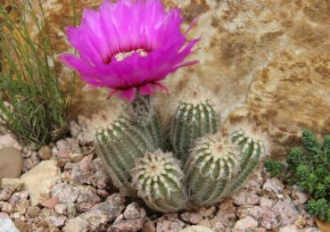 Echinocereus