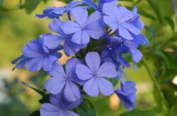 Plumbago (porcelet)