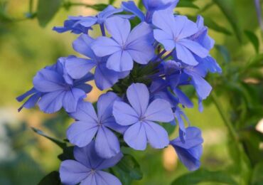 Plumbago (porcelet)