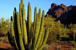 Cactus Cereus