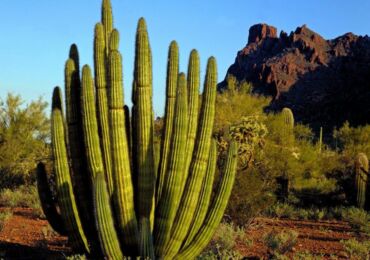 Cactus Cereus