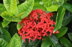 Ixora (Flamme des bois)