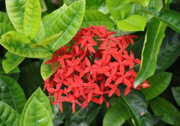 Ixora (Flamme des bois)