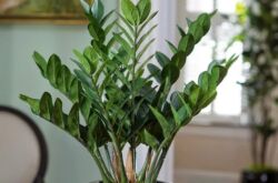 Zamioculcas (arbre dollar)