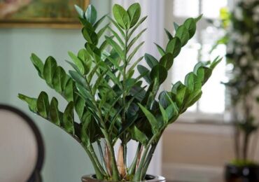 Zamioculcas (arbre dollar)